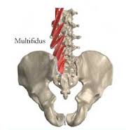 Multifidus muscles of the low back