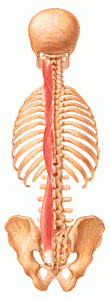 The paraspinals run up along the spine. Great for moving the spine. Not so great for stabilizing the spine without a lot of compression