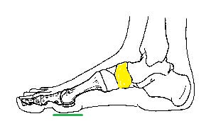 Side view of foot